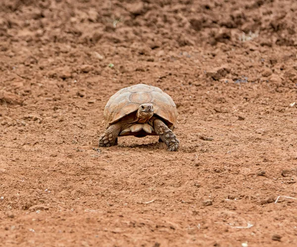 Leopardsköldpadda Promenader Södra Afrikanska Savannen — Stockfoto