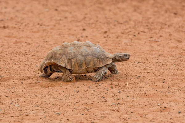 Leopardsköldpadda Promenader Södra Afrikanska Savannen — Stockfoto