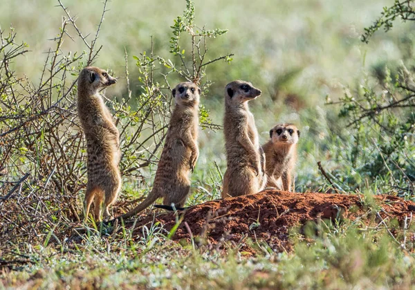 Ομάδα Των Meerkats Στέκεται Κοντά Λαγούμι Πρωί Νότια Αφρικανική Σαβάνα — Φωτογραφία Αρχείου