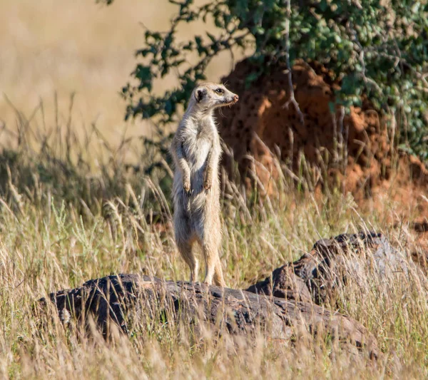 在南部非洲大草原上矗立在石头上的狐鼬 — 图库照片