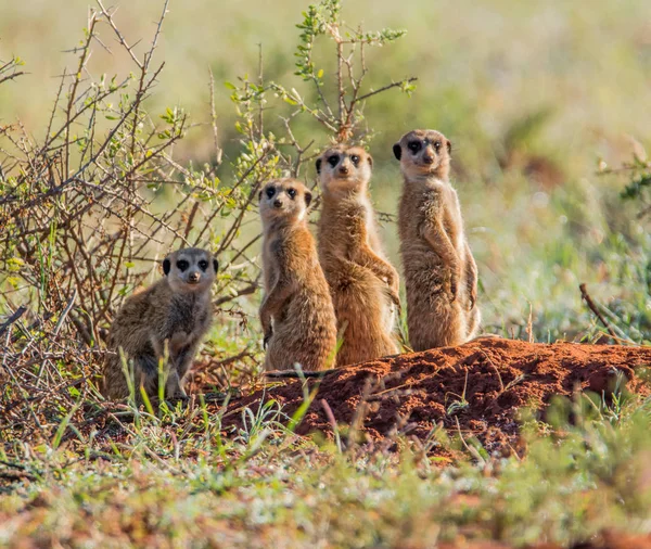 Ομάδα Των Meerkats Στέκεται Κοντά Λαγούμι Πρωί Νότια Αφρικανική Σαβάνα — Φωτογραφία Αρχείου