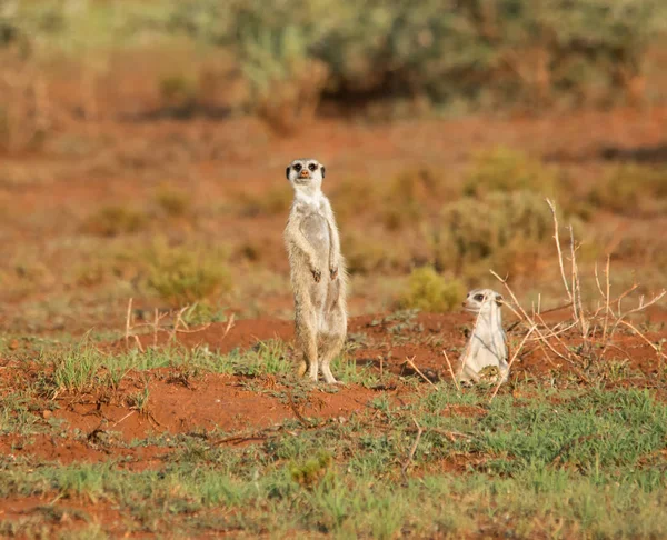Meerkats Debout Alerte Près Entrée Terrier Dans Savane Afrique Australe — Photo
