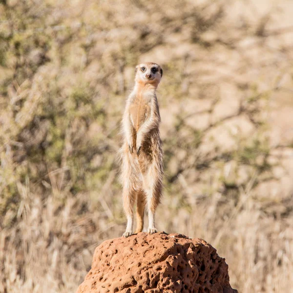 Meerkat Debout Sur Termites Monticule Tandis Que Famille Recherche Nourriture — Photo