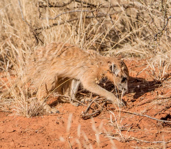 Meerkat Foerageren Naar Voedsel Zuidelijke Afrikaanse Savanne — Stockfoto