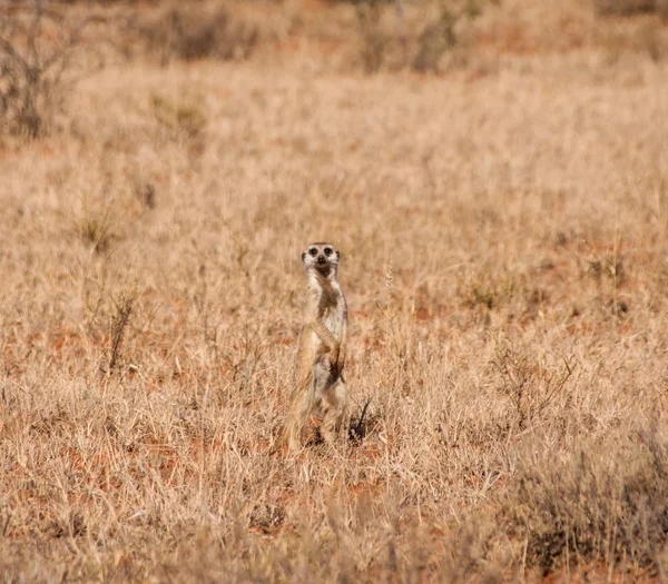 Meerkat Piedi Erba Secca Nella Savana Dell Africa Australe — Foto Stock