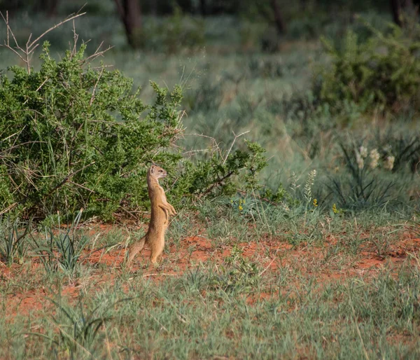 Gele Mangoeste Met Behulp Van Zijn Staart Voor Evenwicht Rondkijken — Stockfoto