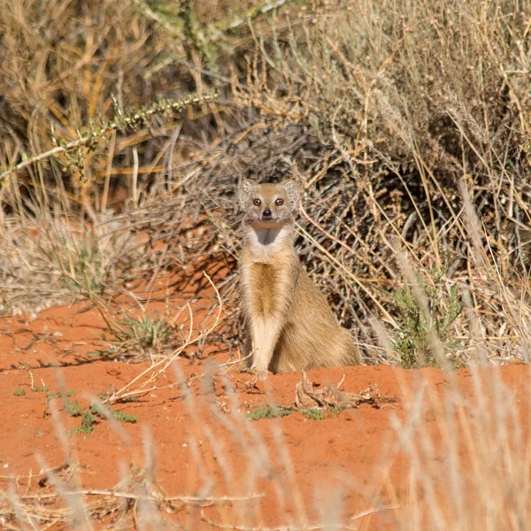 Mangusta Gialla Seduta Vicino All Ingresso Della Sua Tana — Foto Stock