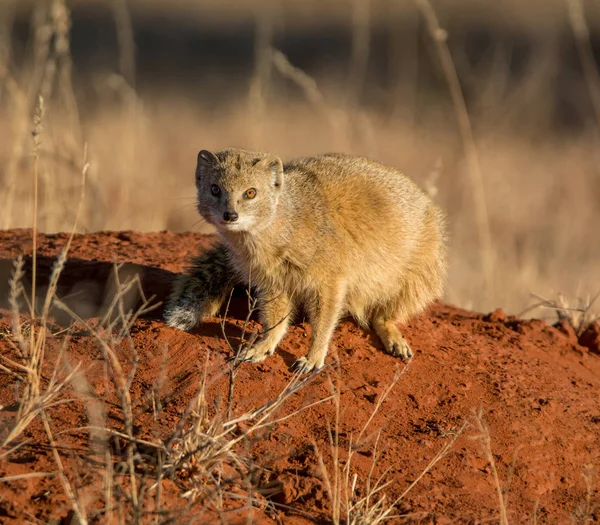 Mangusta Liščí Sedí Termitišti Jižní Africké Savany — Stock fotografie