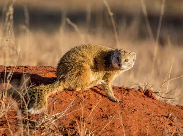 Mongoose Kuning Duduk Gundukan Rayap Sabana Afrika Selatan — Stok Foto