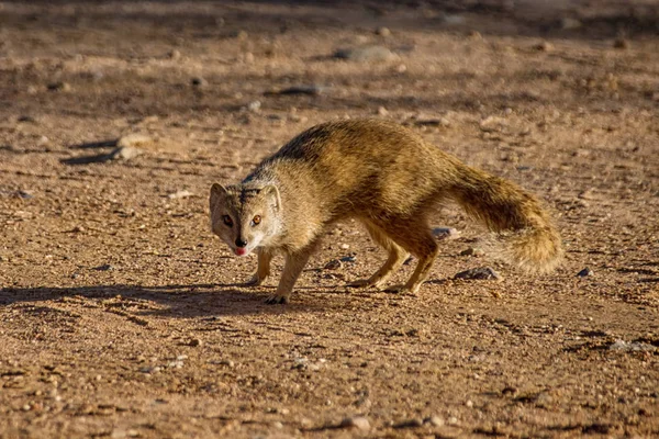 非洲南部大草原上的黄鼬 — 图库照片