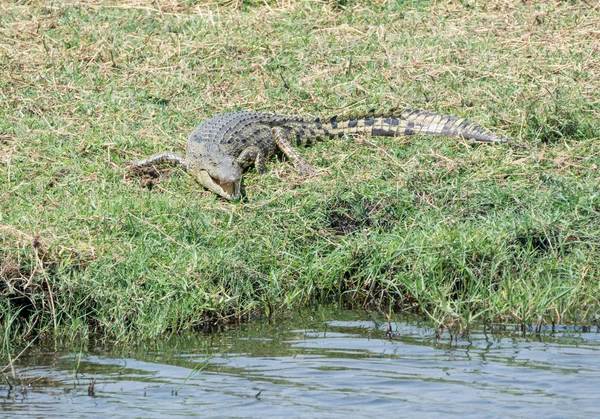 Нил Крокодил Отдыхает Траве Возле Реки Намибийской Саванне — стоковое фото