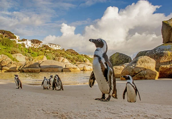 Afrika penguenler Güney Afrika'da plajda Grup