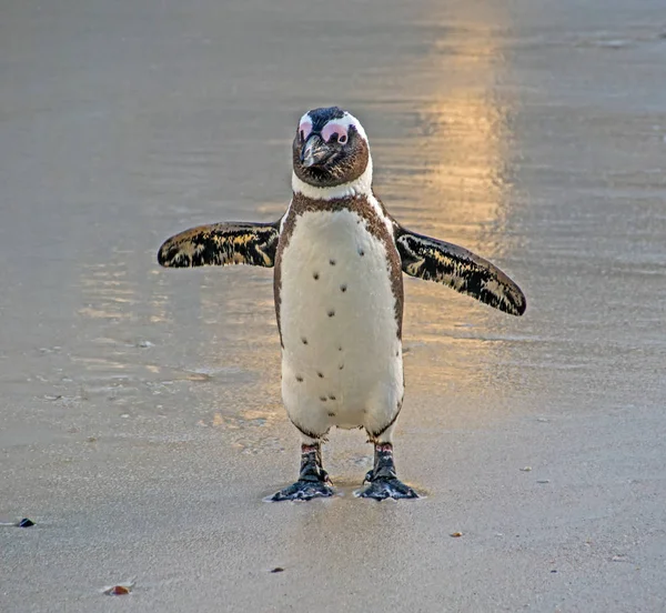 Afrikanska Penguin Strand Södra Afrika Dagtid — Stockfoto