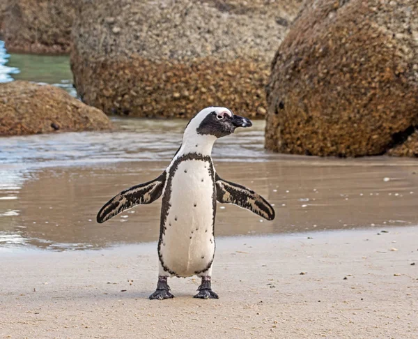 Afrikanska Penguin Strand Södra Afrika Dagtid — Stockfoto