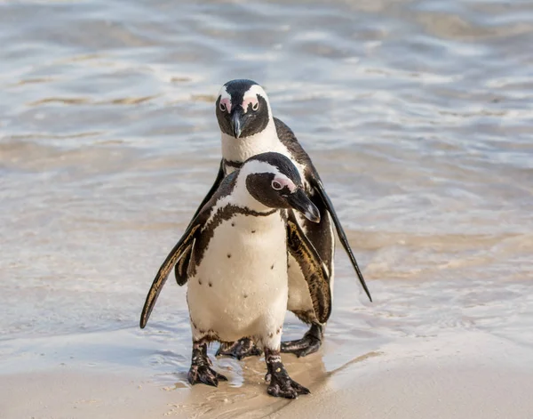 Afrikanska Pingviner Stående Kusten Södra Afrika — Stockfoto