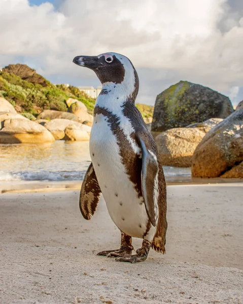 Afrikanska Penguin Strand Södra Afrika Dagtid — Stockfoto