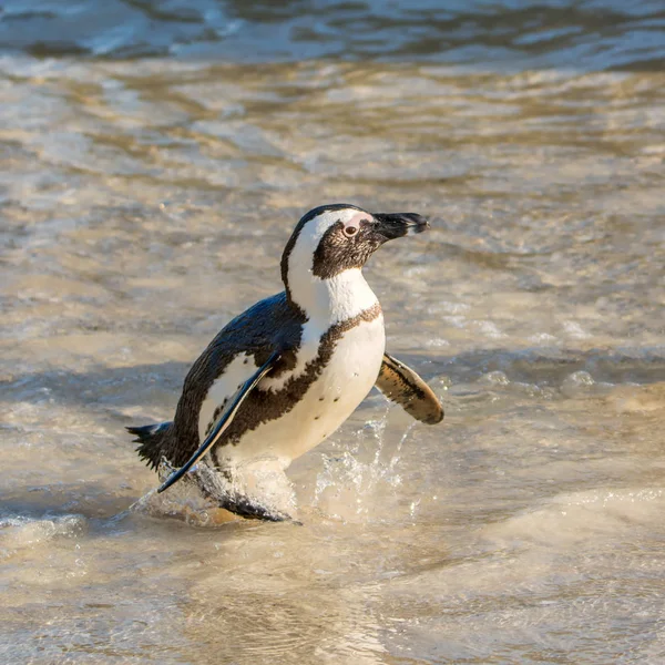 African Penguin standing in water on Southern African coast