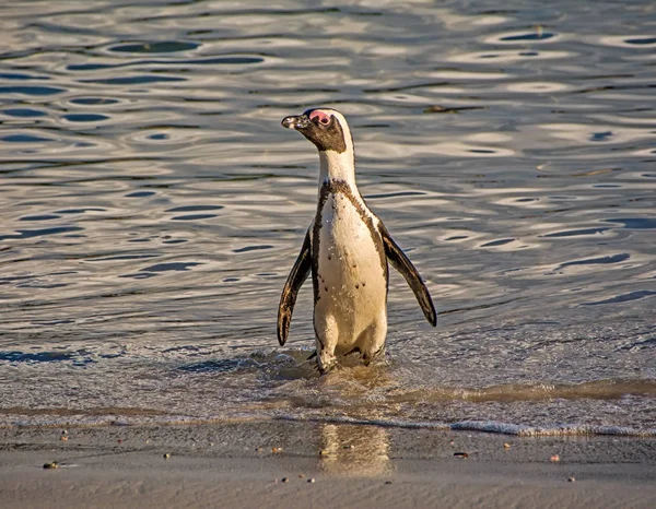 Afrikanska Penguin Stående Vattnet Södra Afrikas Kust — Stockfoto