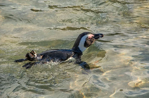 close up of African Penguin swimming near Southern African coast