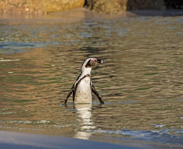 African Penguin standing in water on Southern African coast