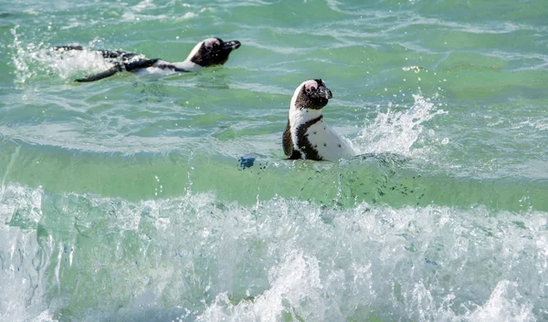 Iki Afrika Penguenler Yüzme Okyanusu Güney Afrika — Stok fotoğraf