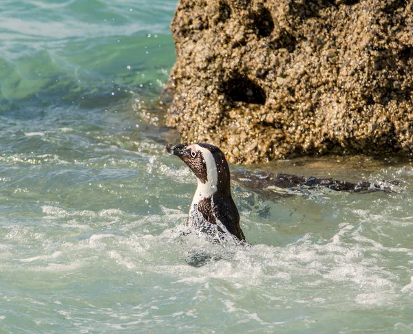 Afrikanska Penguin Vatten Södra Afrika — Stockfoto