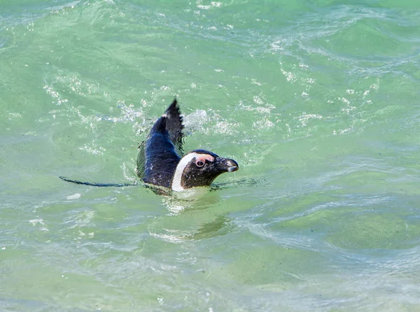 Afrika Penguen Yüzme Yakınındaki Güney Afrika Kıyılarında Yakın Çekim — Stok fotoğraf