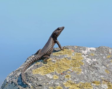 Black Girdled Lizard posing on rock in Southern Africa clipart