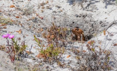 Cape yuva kuma oturan Cobra