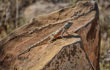 Güney Rock Agama taş üzerine yalan ve güneşlenme 