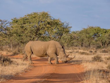 White Rhinoceros crossing road in Southern African savanna clipart