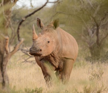 view of white Rhinoceros in Northern Cape, South Africa clipart