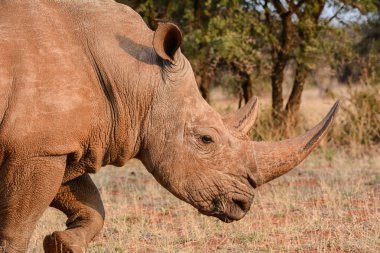 Güney Afrika savana yetişkin Beyaz Rhino 
