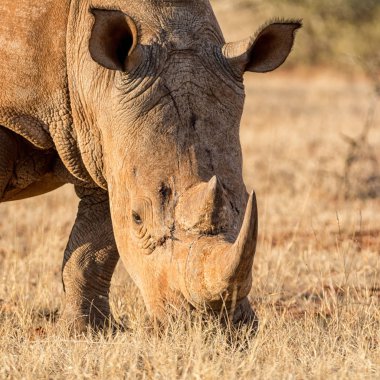 Güney Afrika savana beyaz gergedan portresi
