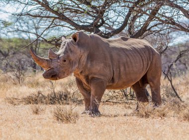 Güney Afrika savana ağaçlarda yakınındaki beyaz gergedan ayakta