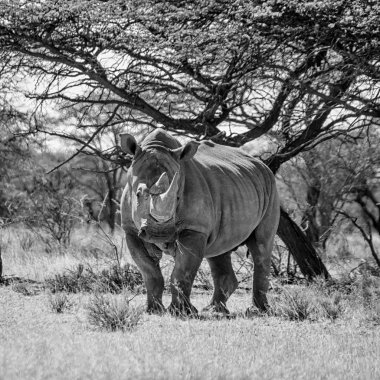 Beyaz Güney Afrika savana ağaçlarda yakınındaki yürüyüş gergedan tek renkli fotoğraf