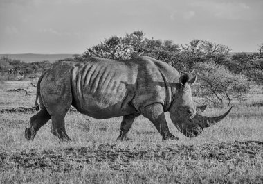 monochrome photo of White Rhinoceros walking near trees in Southern African savanna clipart
