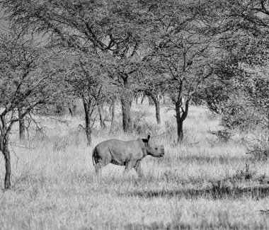 Güney Afrika savana beyaz gergedan buzağı tek renkli fotoğraf