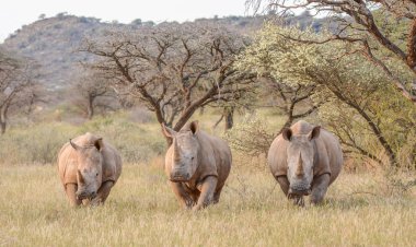 Üç beyaz gergedanlar Güney Afrika savana içinde