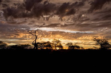 ağaçlar siluetleri ve dramatik günbatımı Güney Afrika savana