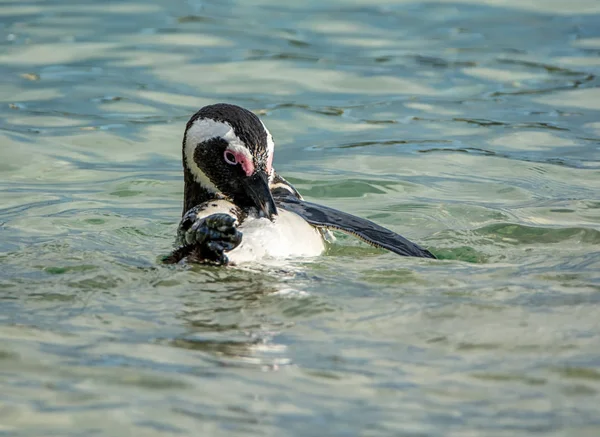 close up of African Penguin swimming near Southern African coast