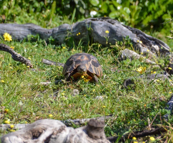 Angulate Sköldpadda Äter Gula Prästkragar Sydafrika — Stockfoto