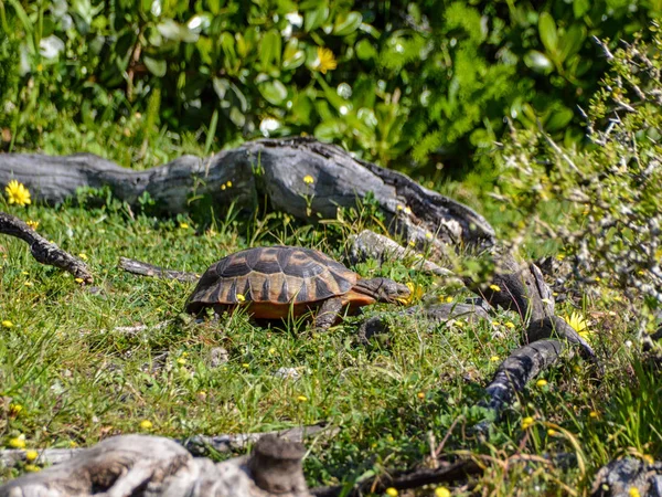 Angulate Sköldpadda Äter Gula Prästkragar Sydafrika — Stockfoto