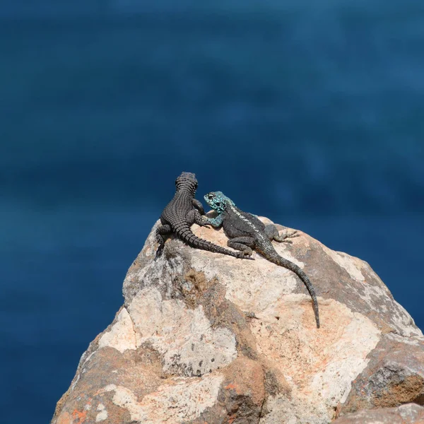 非洲南部岩石露头上的黑色地平线蜥蜴和南方岩石蜥 — 图库照片