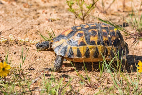 Angulate Sköldpadda Södra Afrikanska Savannen — Stockfoto