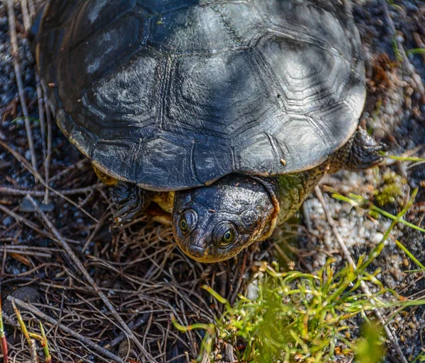 Cabo Terrapin África Sul — Fotografia de Stock