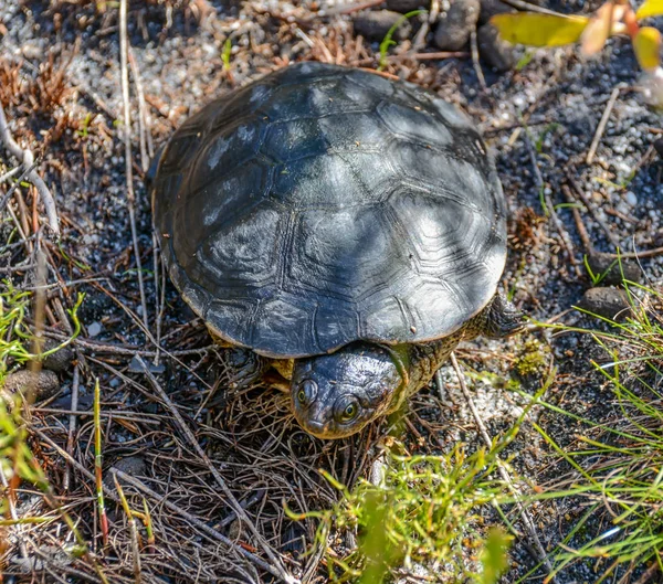 Cabo Terrapin África Sul — Fotografia de Stock