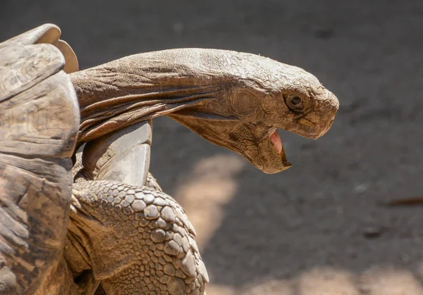 Close Van Leopard Tortoise Zuid Afrika — Stockfoto