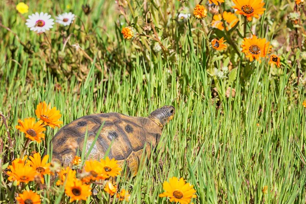 Tortuga Angular Hierba Con Flores Sabana Del Sur África — Foto de Stock