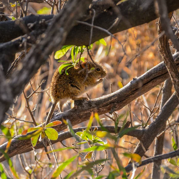 四条条纹草鼠坐在灌木和吃在东部海角 — 图库照片